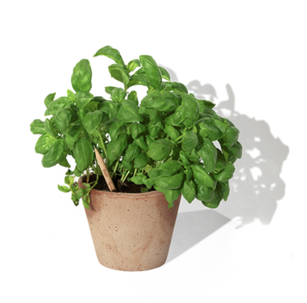 Crayon à planter – Image 7
