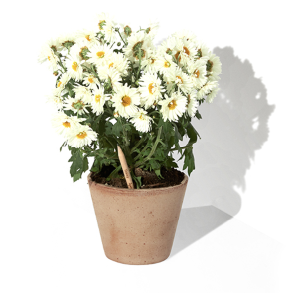 Crayon à planter – Image 10