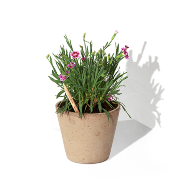 Crayon à planter – Image 8