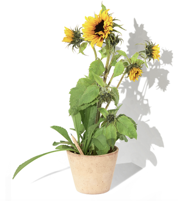 Crayon à planter – Image 9