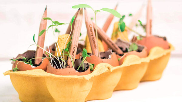 Crayon à planter – Image 11