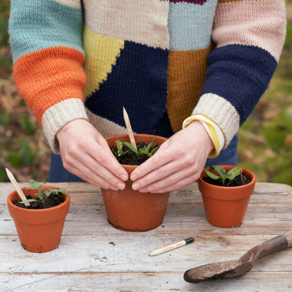 Crayon à planter – Image 6