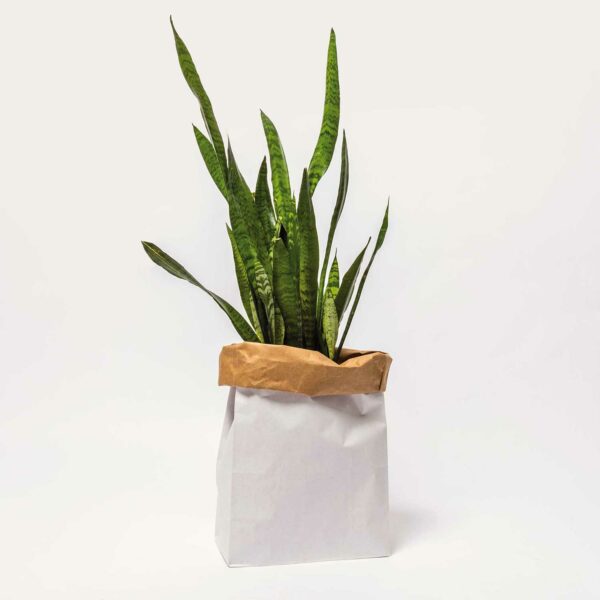 Grand sac de rangement en papier (plusieurs motifs) – Image 18