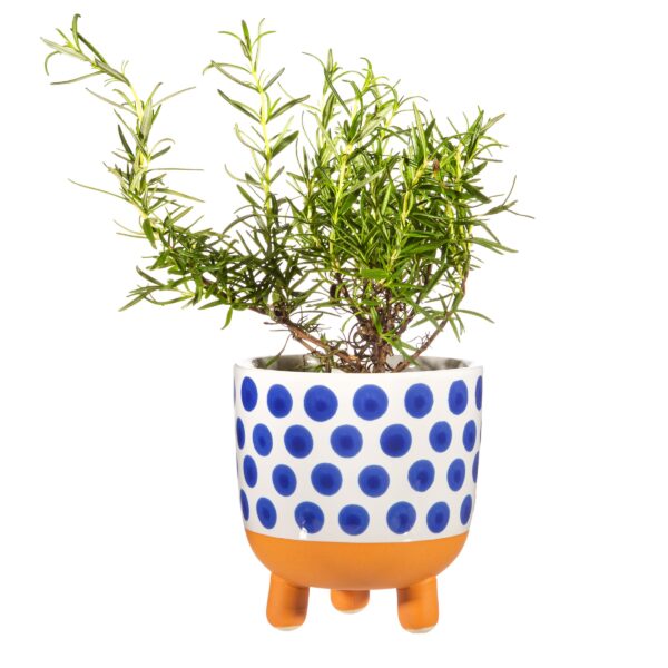 Cache-pot Naxos pois bleus - Sass and Belle