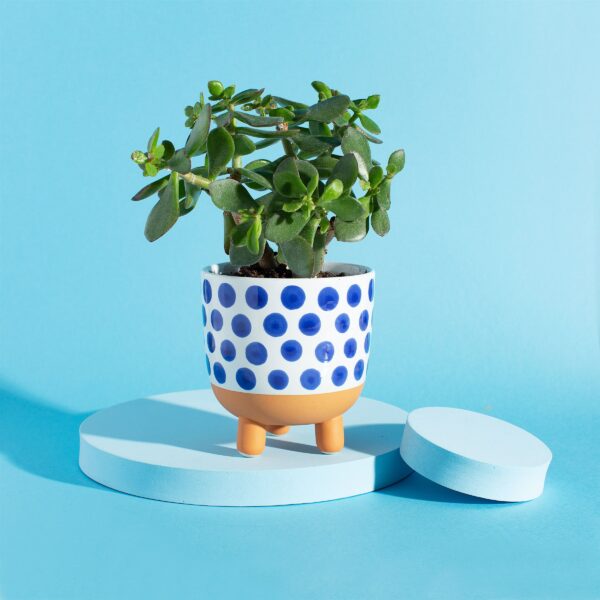 Cache-pot Naxos pois bleus - Sass and Belle – Image 3